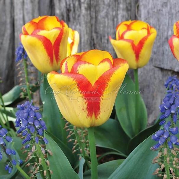 Тюльпан Аутбрек (Tulipa Outbreak) — фото 3