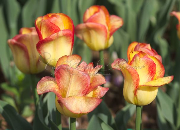 Тюльпан Аутбрек (Tulipa Outbreak) — фото 4