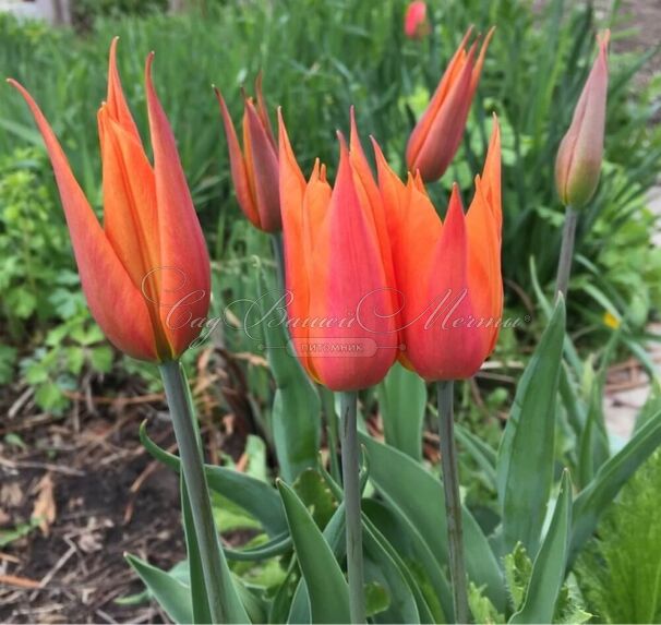 Тюльпан Балерина (Tulipa Ballerina) — фото 3