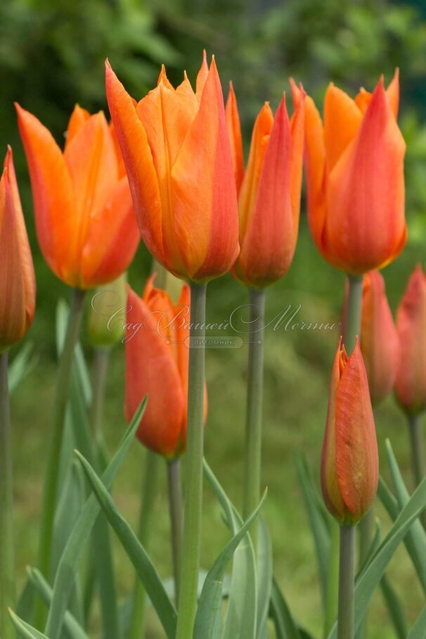 Тюльпан Балерина (Tulipa Ballerina) — фото 6