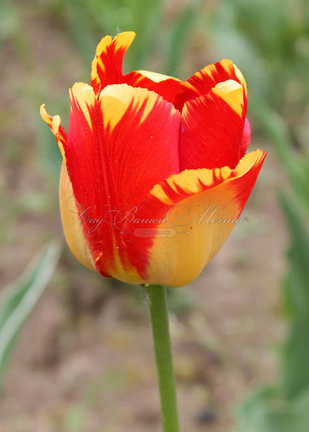 Тюльпан Банья Лука (Tulipa Banja Luka) — фото 2