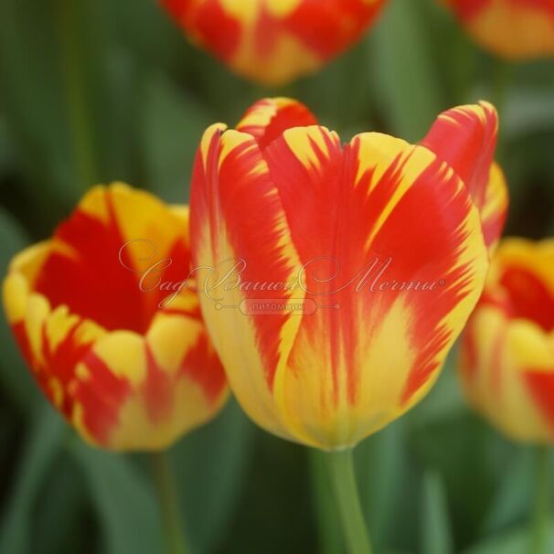 Тюльпан Банья Лука (Tulipa Banja Luka) — фото 3