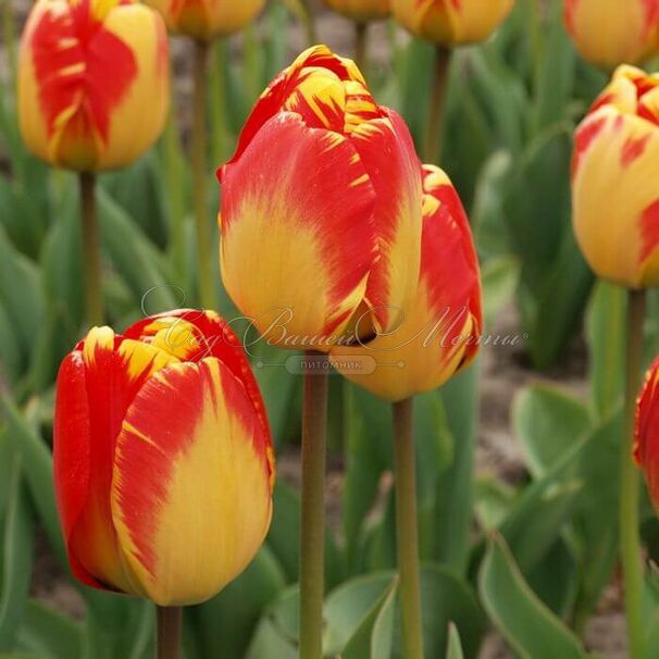 Тюльпан Банья Лука (Tulipa Banja Luka) — фото 5