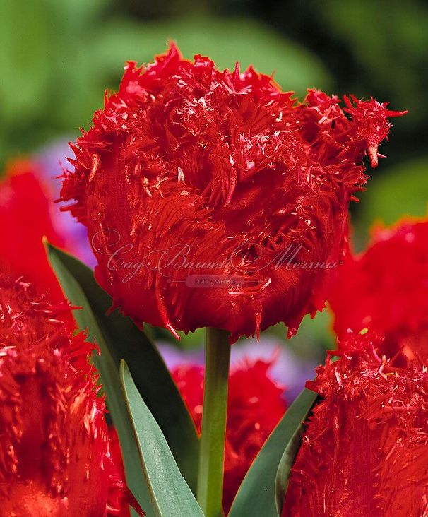 Тюльпан Барбадос (Tulipa Barbados) — фото 3