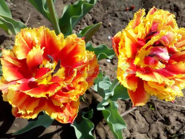 Тюльпан Бастия (Tulipa Bastia) — фото 3