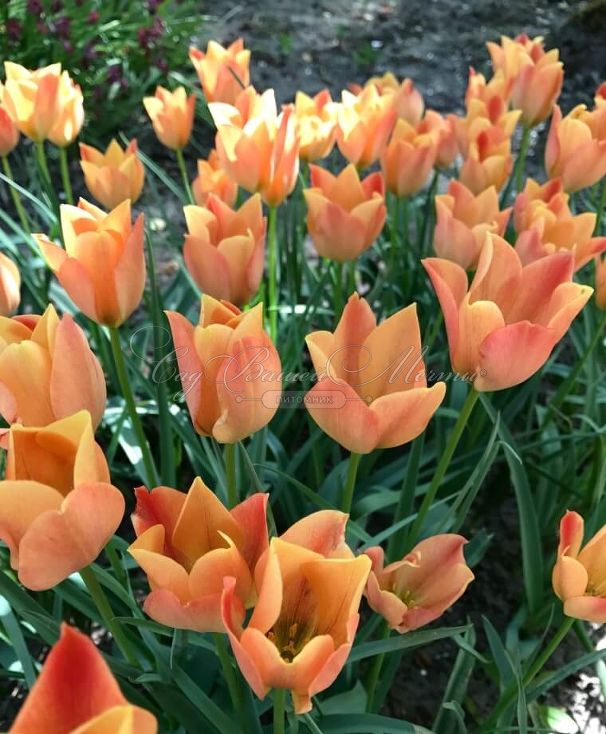 Тюльпан баталина Брайт Гем (Tulipa batalinii Bright Gem) — фото 2