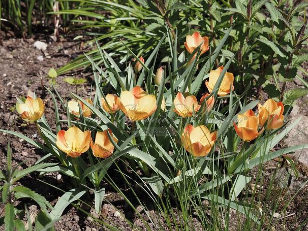 Тюльпан баталина Брайт Гем (Tulipa batalinii Bright Gem) — фото 3