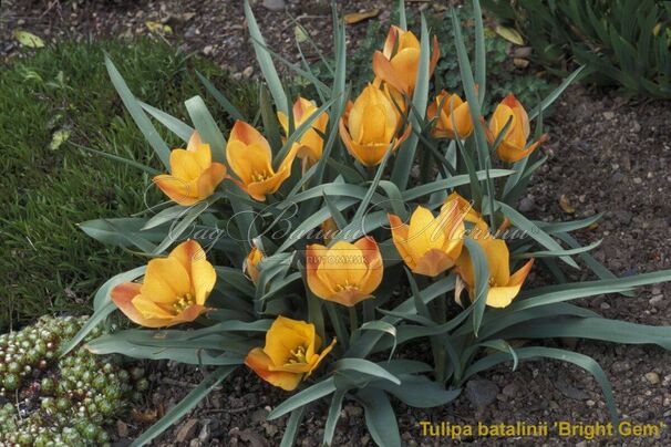 Тюльпан баталина Брайт Гем (Tulipa batalinii Bright Gem) — фото 4