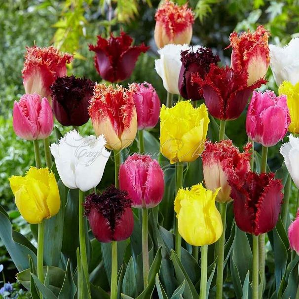 Тюльпан бахромчатый Микс (Tulipa Fringed Mix) — фото 2