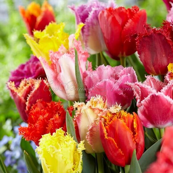 Тюльпан бахромчатый Микс (Tulipa Fringed Mix) — фото 4