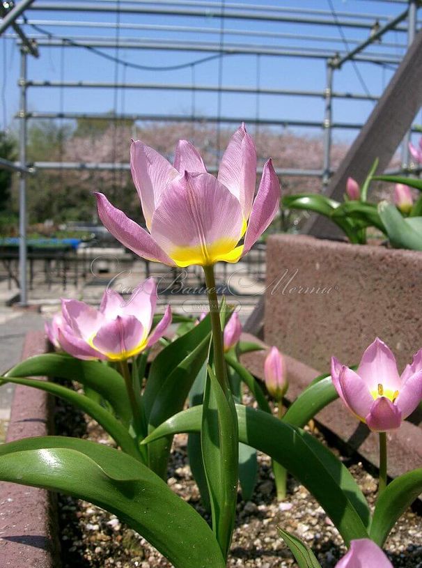Тюльпан Бекери Лилак Уандер (Tulipa bakeri Lilac Wonder) — фото 2