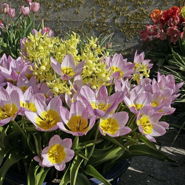 Тюльпан Бекери Лилак Уандер (Tulipa bakeri Lilac Wonder) — фото 3