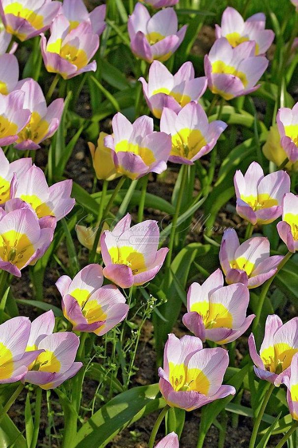 Тюльпан Бекери Лилак Уандер (Tulipa bakeri Lilac Wonder) — фото 4
