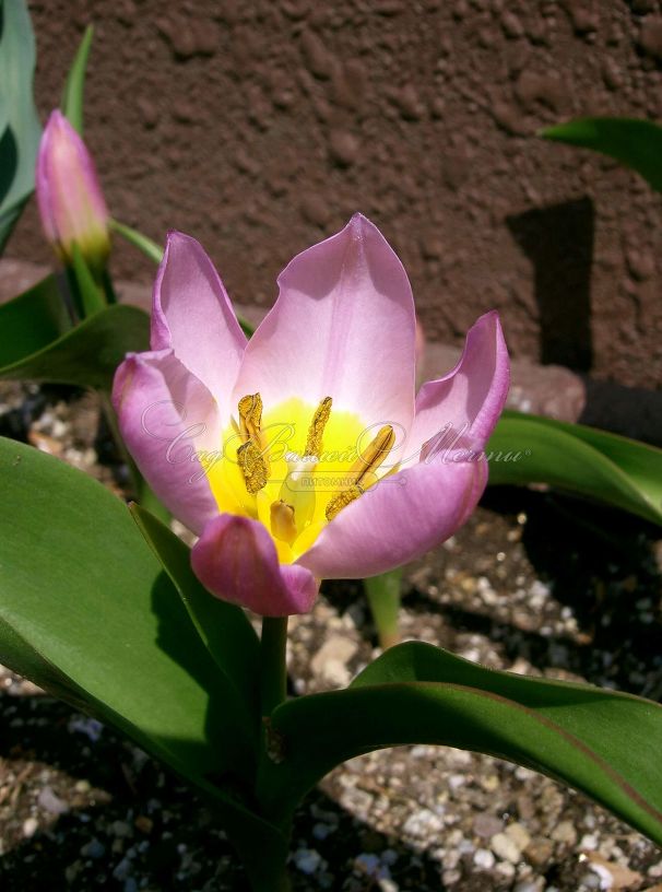 Тюльпан Бекери Лилак Уандер (Tulipa bakeri Lilac Wonder) — фото 5