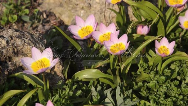 Тюльпан Бекери Лилак Уандер (Tulipa bakeri Lilac Wonder) — фото 6
