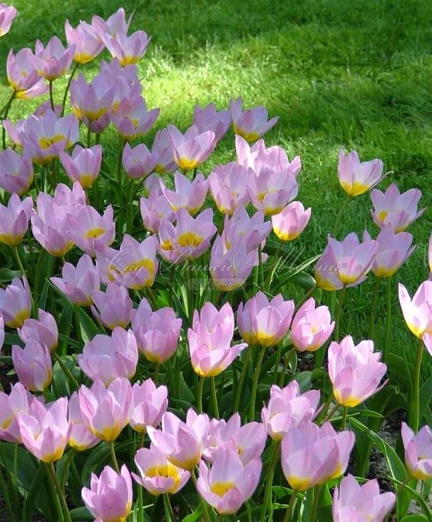 Тюльпан Бекери Лилак Уандер (Tulipa bakeri Lilac Wonder) — фото 7