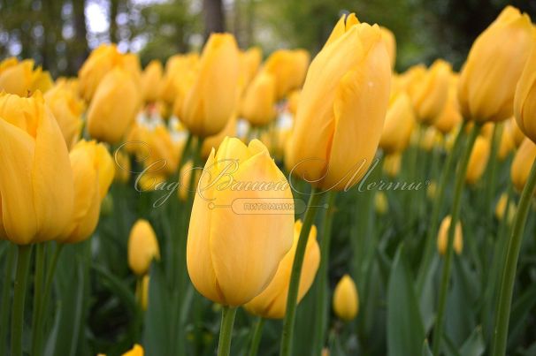 Тюльпан Биг Смайл (Tulipa Big Smile) — фото 3