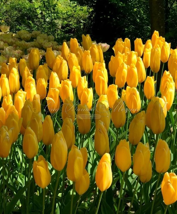 Тюльпан Биг Смайл (Tulipa Big Smile) — фото 5