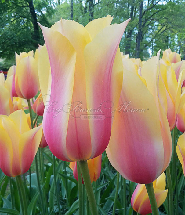 Тюльпан Блашинг Леди (Tulipa Blushing Lady) — фото 2