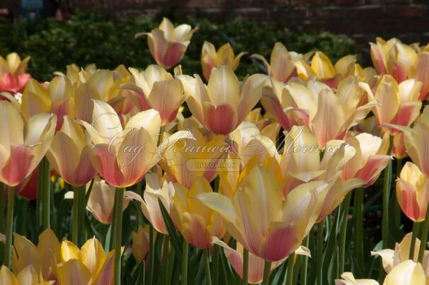 Тюльпан Блашинг Леди (Tulipa Blushing Lady) — фото 3