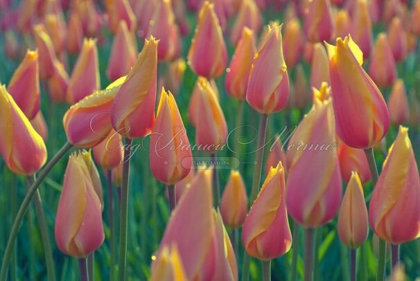 Тюльпан Блашинг Леди (Tulipa Blushing Lady) — фото 5