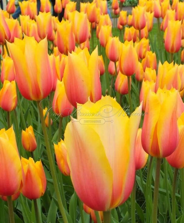 Тюльпан Блашинг Леди (Tulipa Blushing Lady) — фото 6