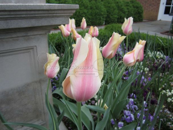 Тюльпан Блашинг Леди (Tulipa Blushing Lady) — фото 8