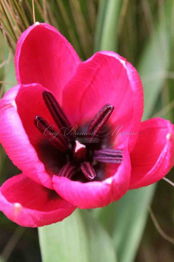 Тюльпан Блэк Бэйз (Tulipa Black Base) — фото 2