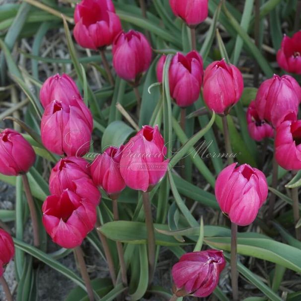 Тюльпан Блэк Бэйз (Tulipa Black Base) — фото 3
