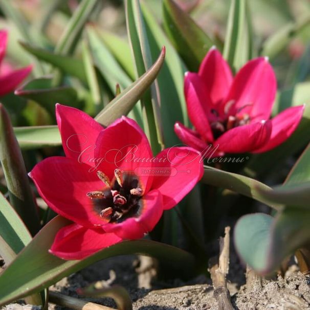 Тюльпан Блэк Бэйз (Tulipa Black Base) — фото 4