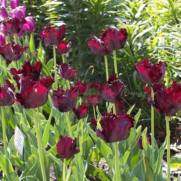 Тюльпан Блэк Пэррот (Tulipa Black Parrot) — фото 4