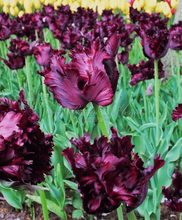 Тюльпан Блэк Пэррот (Tulipa Black Parrot) — фото 5
