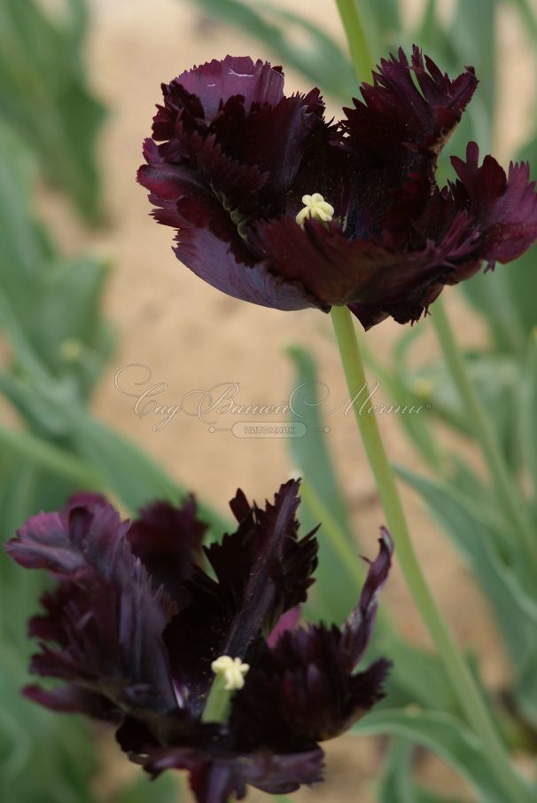 Тюльпан Блэк Пэррот (Tulipa Black Parrot) — фото 6