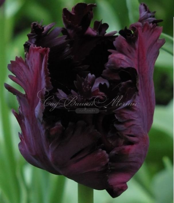 Тюльпан Блэк Пэррот (Tulipa Black Parrot) — фото 7
