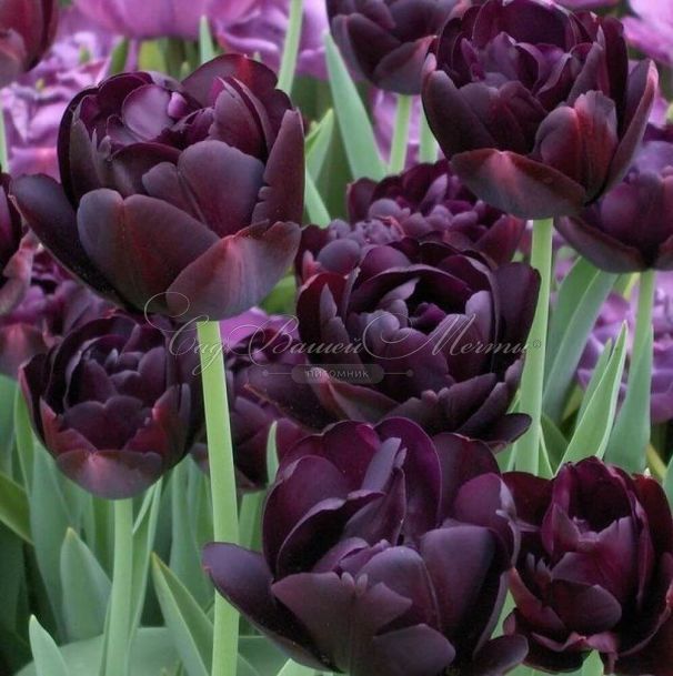 Тюльпан Блэк Хиро (Tulipa Black Hero) — фото 2