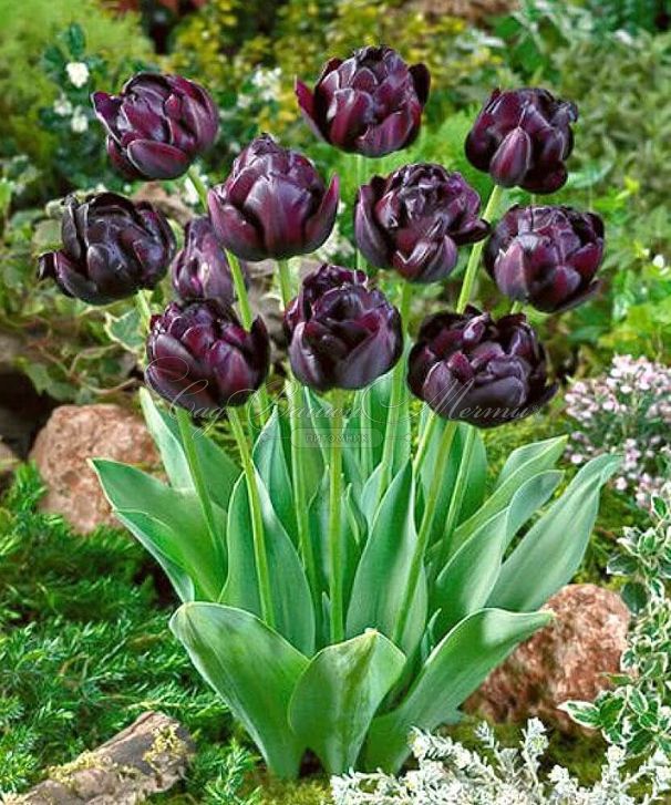 Тюльпан Блэк Хиро (Tulipa Black Hero) — фото 3