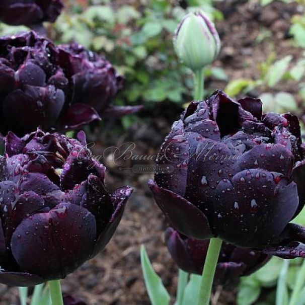 Тюльпан Блэк Хиро (Tulipa Black Hero) — фото 4