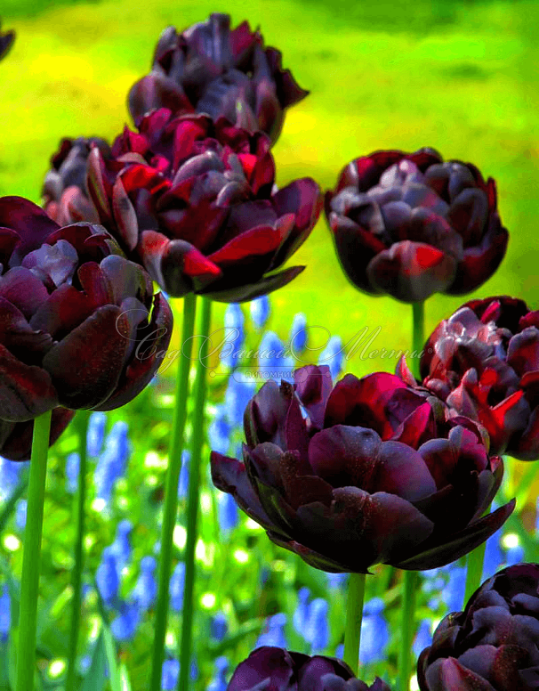 Тюльпан Блэк Хиро (Tulipa Black Hero) — фото 5