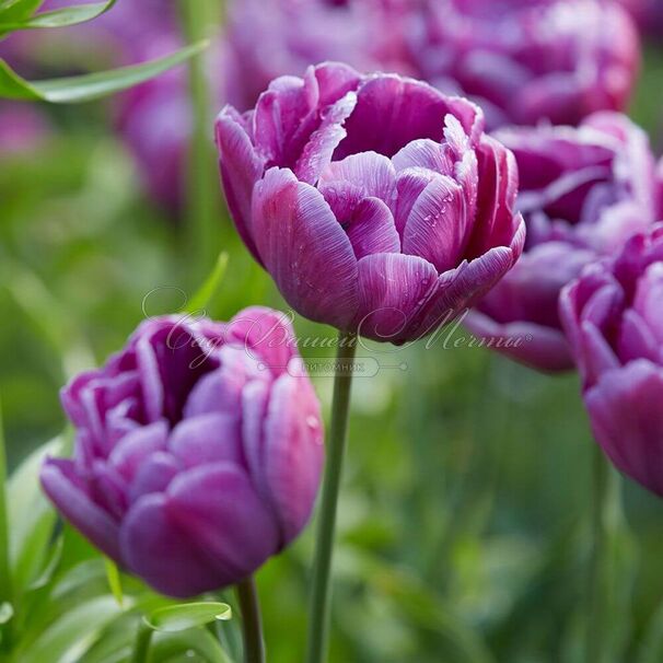 Тюльпан Блю Даймонд (Tulipa Blue Diamond) — фото 2