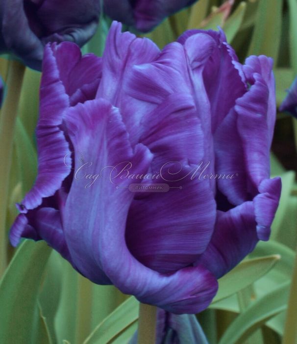 Тюльпан Блю Пэррот (Tulipa Blue Parrot) — фото 2