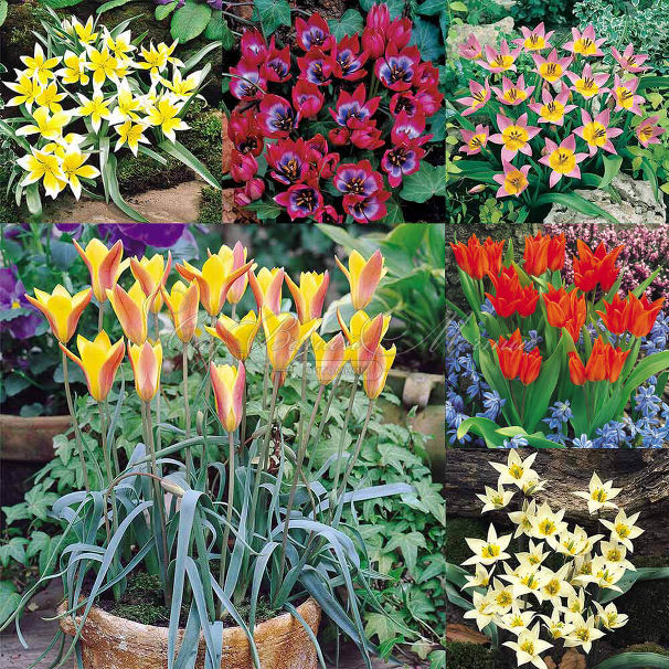 Тюльпан ботанический Микс (Tulipa Species Mix) — фото 4