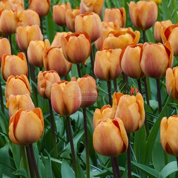 Тюльпан Браун Шугар (Tulipa Brown Sugar) — фото 2