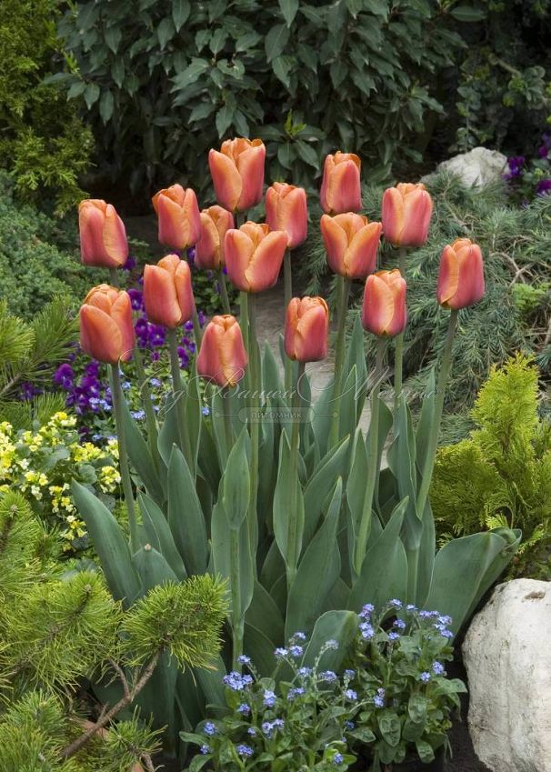 Тюльпан Браун Шугар (Tulipa Brown Sugar) — фото 3