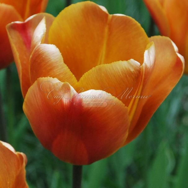 Тюльпан Браун Шугар (Tulipa Brown Sugar) — фото 4