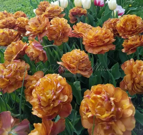 Тюльпан Брауни (Tulipa Brownie) — фото 3