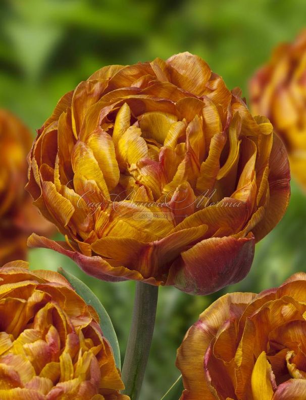 Тюльпан Брауни (Tulipa Brownie) — фото 4