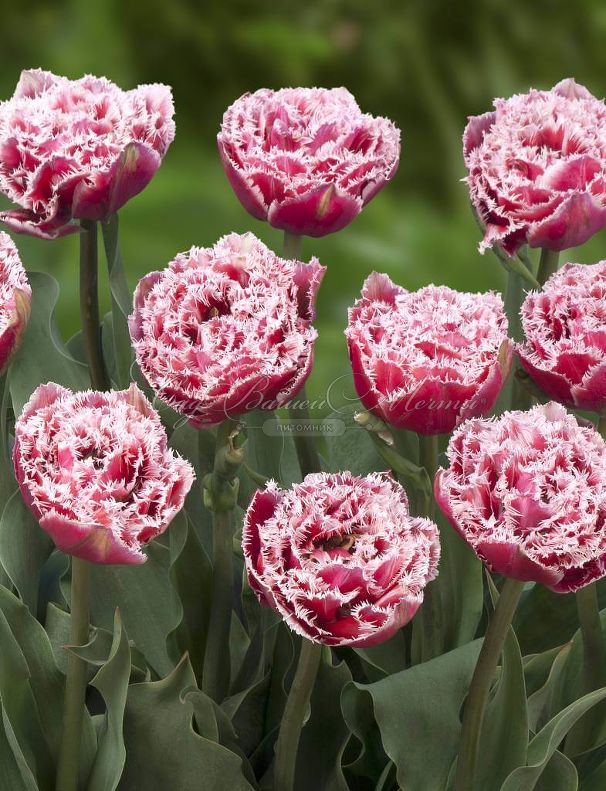 Тюльпан Брест (Tulipa Brest) — фото 2