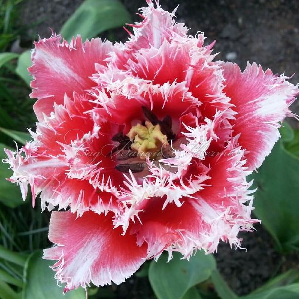 Тюльпан Брест (Tulipa Brest) — фото 3