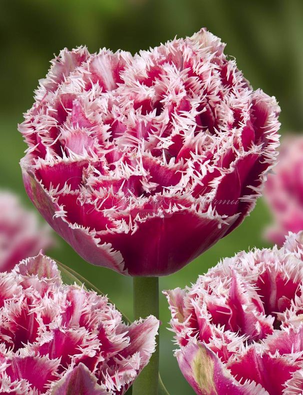 Тюльпан Брест (Tulipa Brest) — фото 4