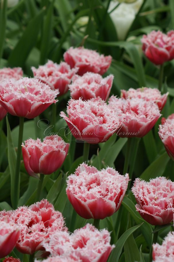 Тюльпан Брест (Tulipa Brest) — фото 6